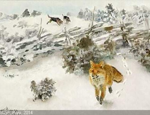 Slutresultat Hallandsräven – 2026