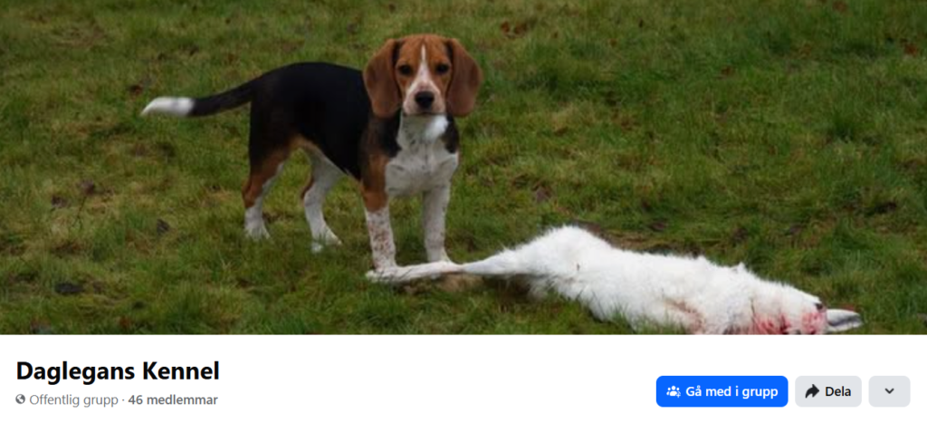 Uppfödare av deltagande hund: SE30763/2019 Daglegans Aika